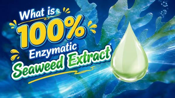 Reliable Seaweed Extract Original Manufacturer: Unlocking Nature’s Full Potential